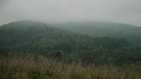 paisaje de bosque de montaña brumoso