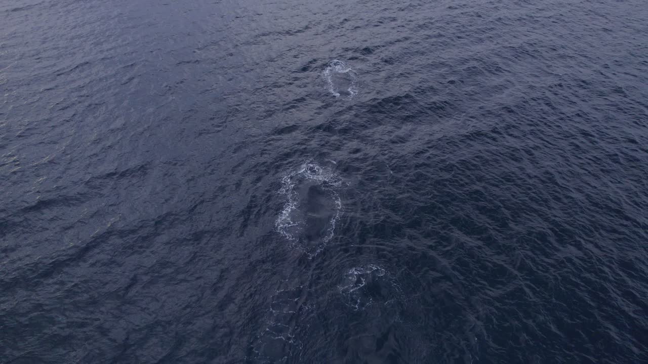 태즈먼 바다의 구멍을 통해 물을 부는 혹등고래의 공중 전망