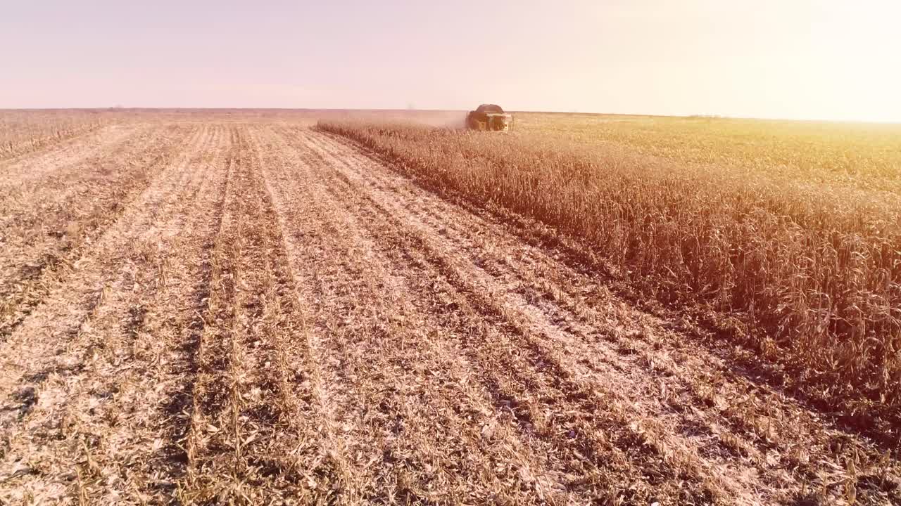 cosecha de campo de maíz con cosechadora a principios del otoño. plegado de cabeza de maíz. vista aérea