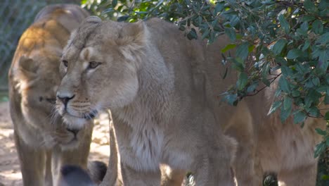 slowmotion shot of a herd of lions walking alongside a bush