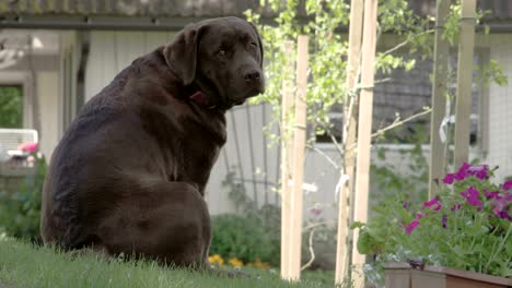 the cute black labrador retriever sitting down the hill fs700 odyssey 7q 4k