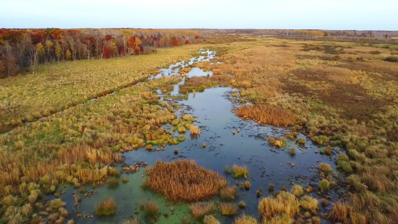 Shallow wetlands that mix with golden grasslands amid the forests in the fall season.