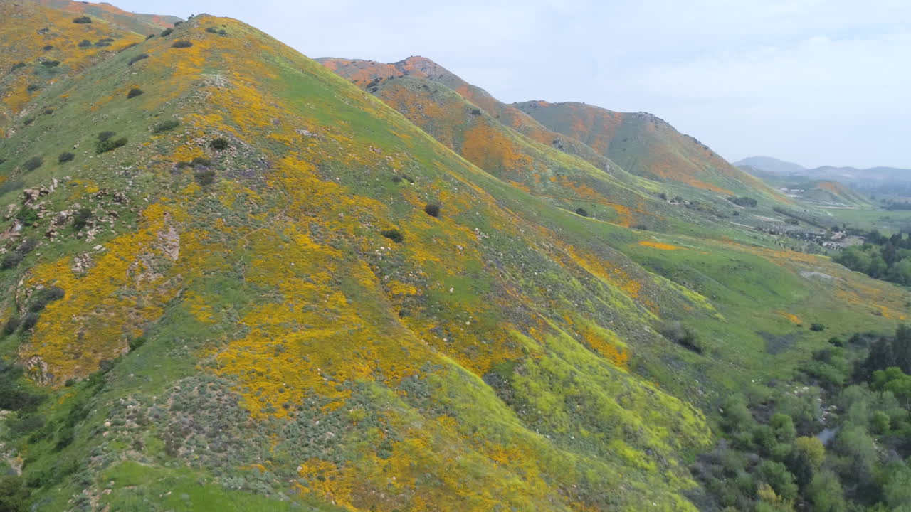 캘리포니아에 피는 아름다운 양귀비 밭