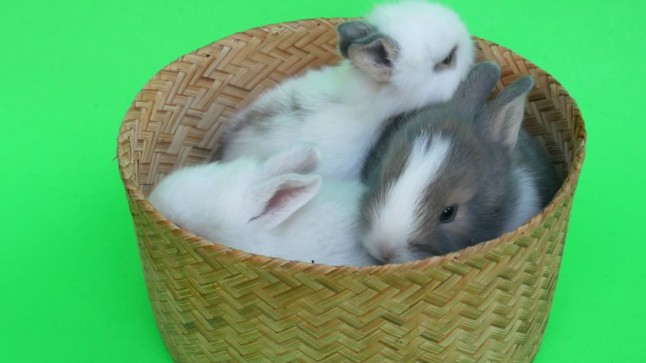 baby cute rabbit or new born adorable bunny on green screen  background.