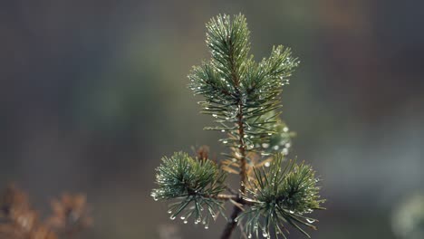 a close-up shot of the top of the young pine tree