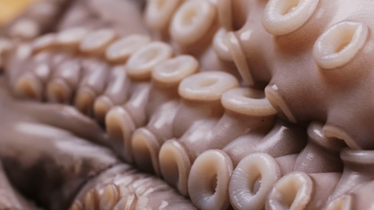 Close-up of Octopus Tentacles