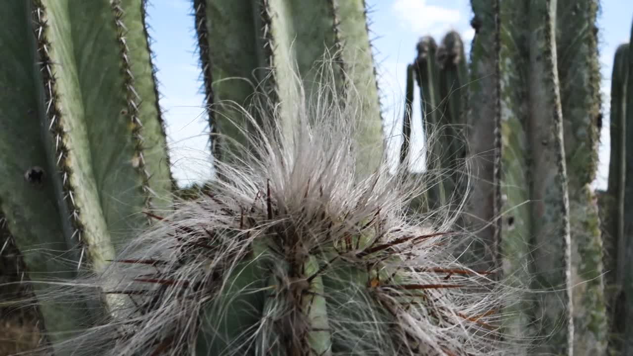 primer plano de la planta de cactus con espinas y pelos, en un ambiente desértico