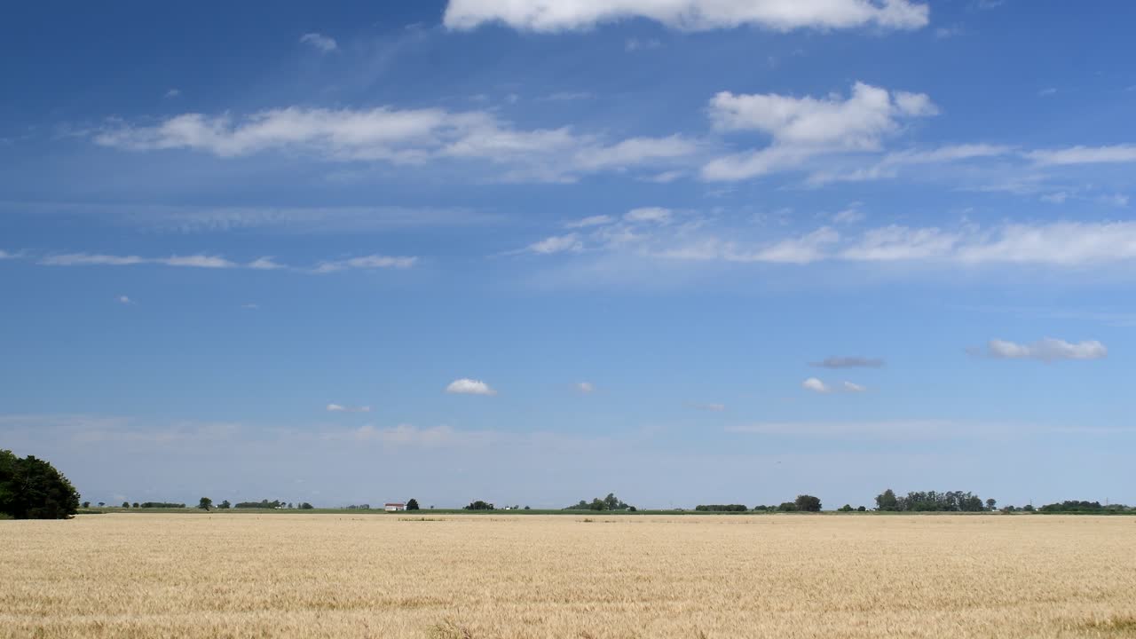 Udsigt over en hvedemark med lunde i horisonten på en solrig eftermiddag.