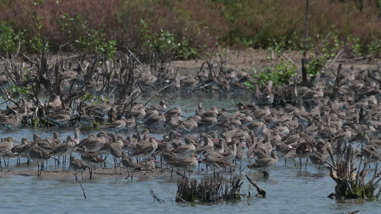 La telecamera si allarga mostrando numerosi stormi che si nutrono e riposano, Pittima reale Limosa limosa, Thailandia