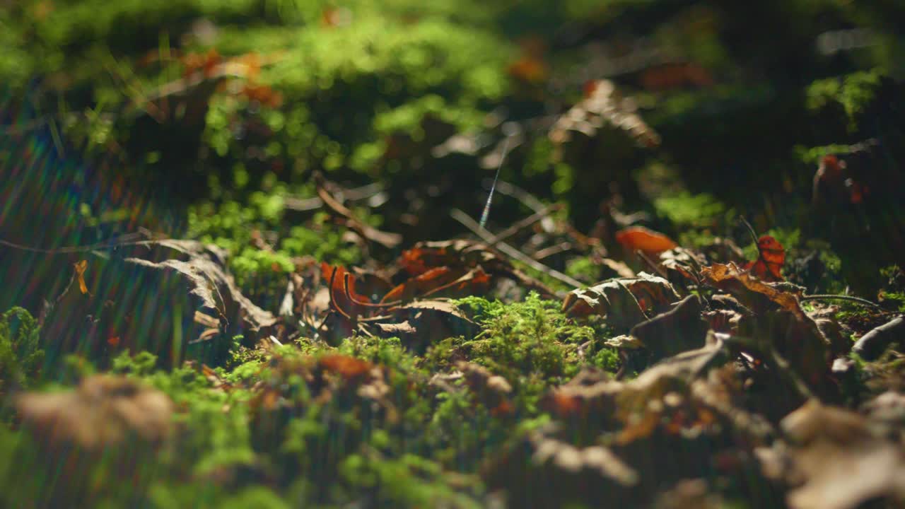 Ripresa macro cinematica 4K di muschio verde e foglie morte sul terreno di una foresta, nel bel mezzo di una giornata di sole.