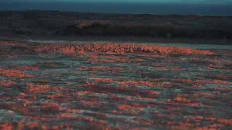 a harsh windswept autumn tundra landscape