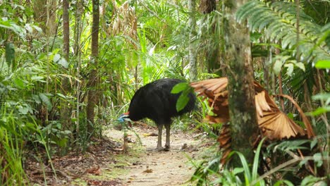 Pájaro-Casuario-Del-Sur-Parado-En-Un-Camino-Estrecho-En-Un-Bosque,-Tiro-Ancho