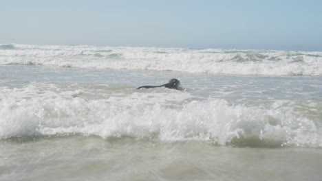 Seal-on-the-beach-on-sunny-day