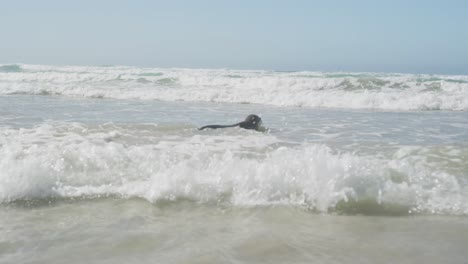 Foca-En-La-Playa-En-Un-Día-Soleado