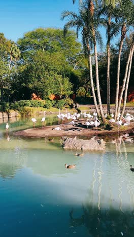 flamencos rosados en un parque tropical