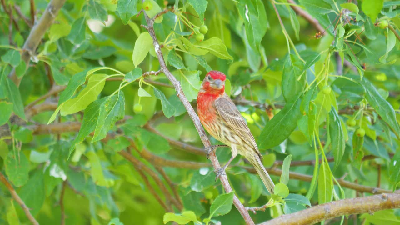 un pinzón macho adulto en un árbol en un día de verano - aislado, colorido, movimiento