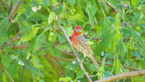 an adult male house finch in a tree on a summer day - isolated, colorful, motion