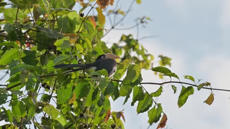 Alejar-El-Zoom-De-Esta-Ave-Descansando-Y-Tomando-El-Sol,-Cálao-Oriental-Antracoceros-Albirostris,-Tailandia