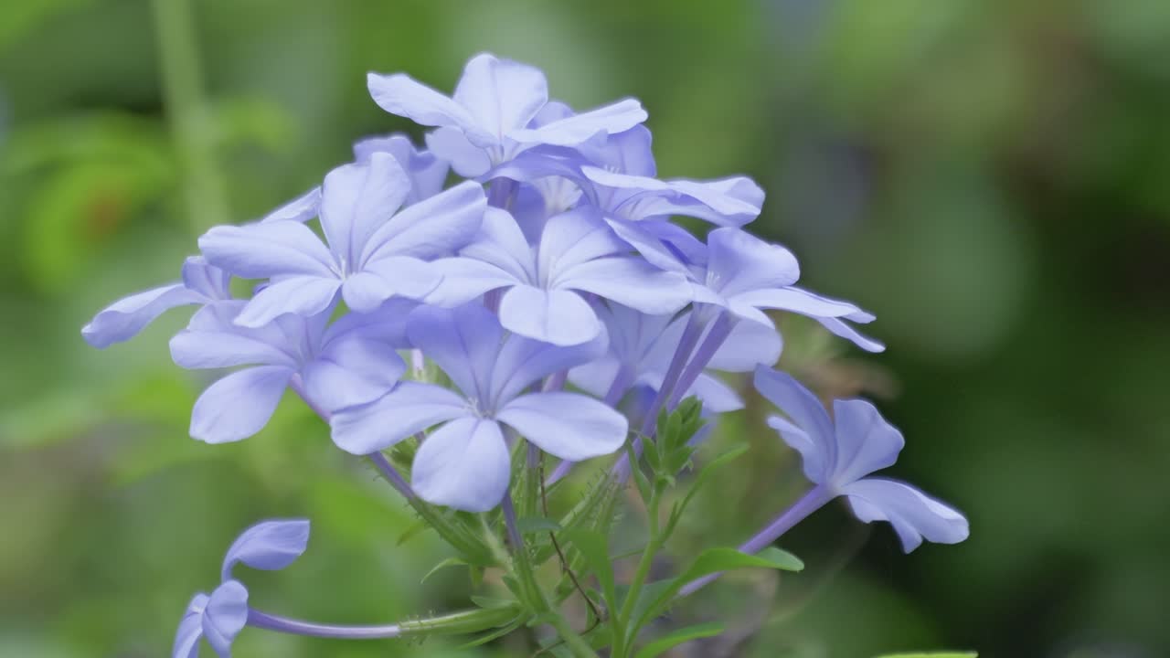 Delicate blue flowers blooming nature captured close-up a serene garden environment