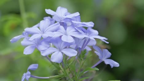 delicate blue flowers blooming nature captured close-up a serene garden environment