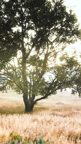 lonely tree in a golden field