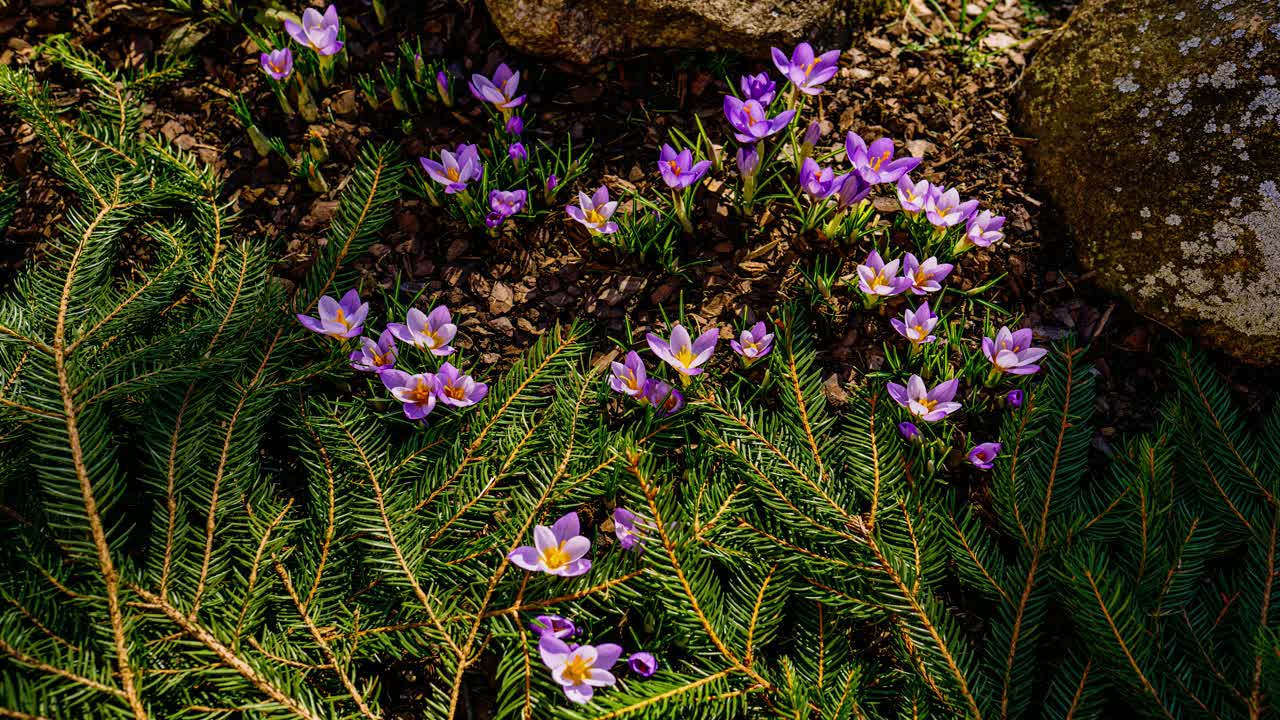 Full day timelapse of garden flowers blooming in early spring sunshine. Purple crocus flower close up in nature. Bees collecting pollen from vibrant crocus flowers on a sunny spring day.