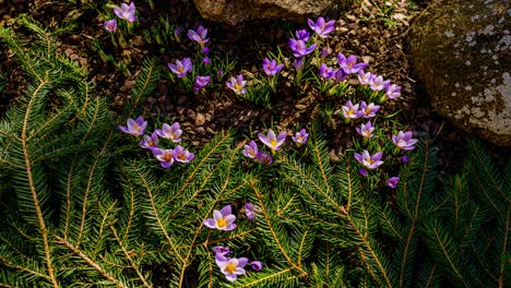 full day timelapse of garden flowers blooming in early spring sunshine. purple crocus flower close up in nature. bees collecting pollen from vibrant crocus flowers on a sunny spring day.