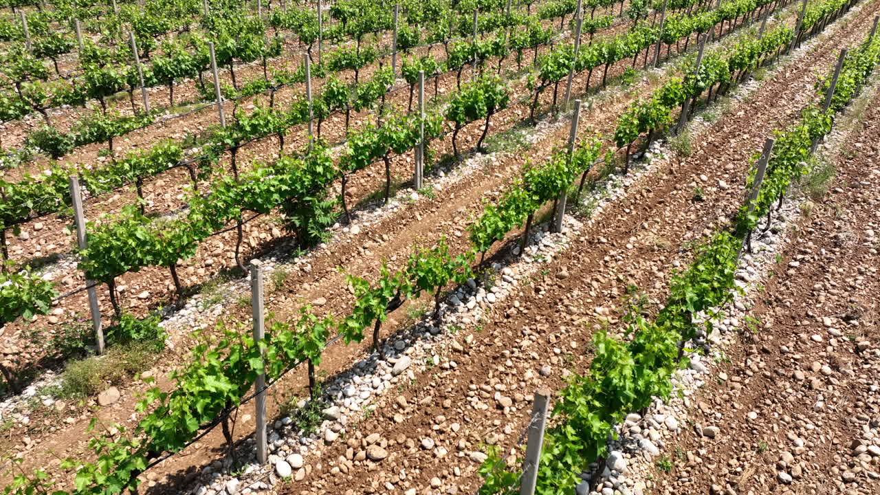 Rows of grape vines grow in a vineyard The ground is rocky and dry The plants have green leaves Aerial shot