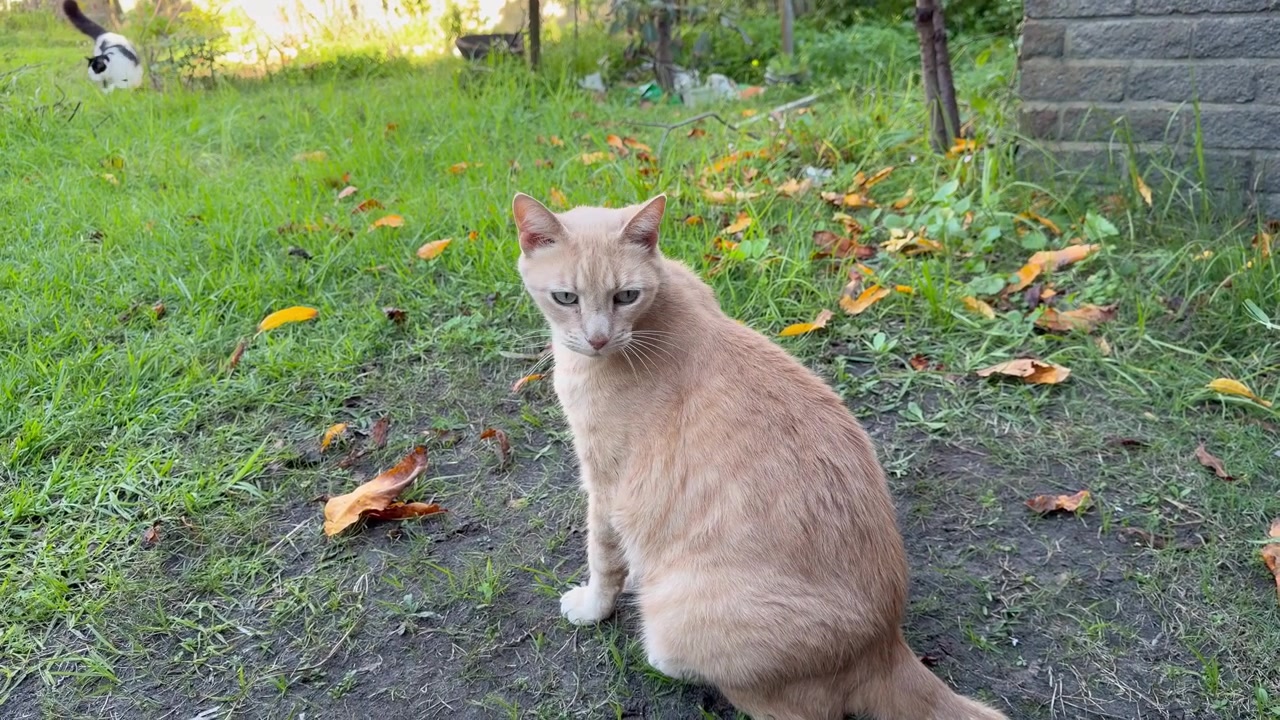 Un rosso siede in un giardino.