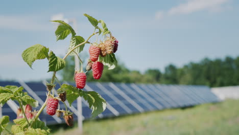 Zweig-Mit-Himbeeren,-Sonnenkollektoren-Im-Hintergrund.