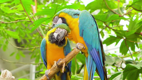 Super-cute-exotic-brasilian-parrot-kakapo-birds-couple-on-a-tree-branch-kissing-and-caressing-each-other-giving-love-colourful-south-American-bird-travelling-warm-jungle-subtropical-habitat-animals