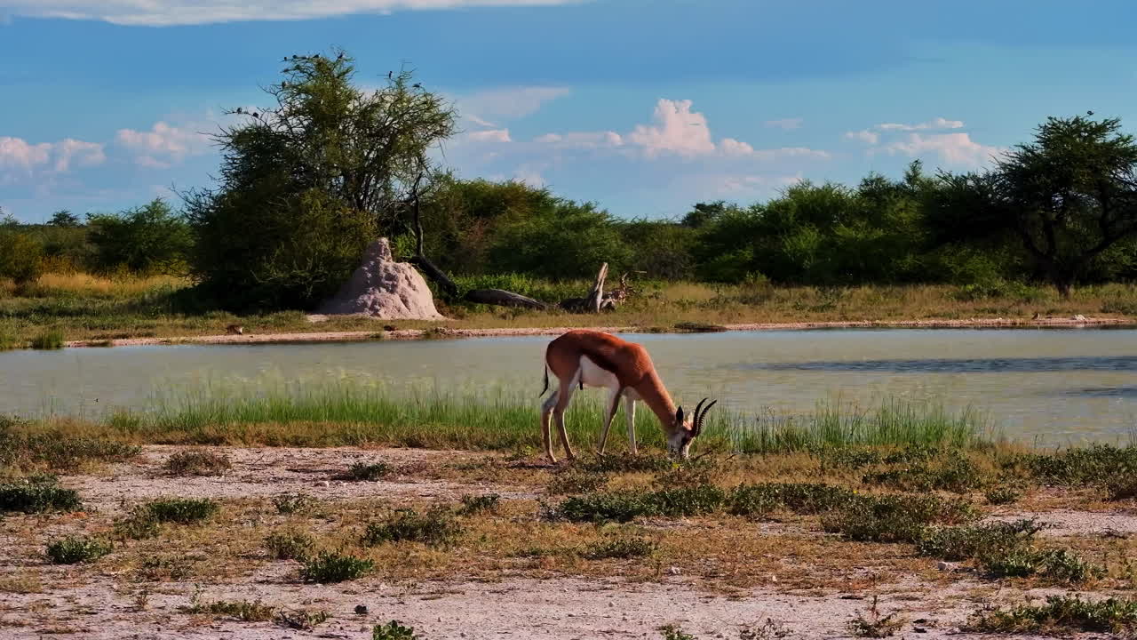 Villisprinpokki laiduntamassa suuren juomapaikan reunalla Namibiassa