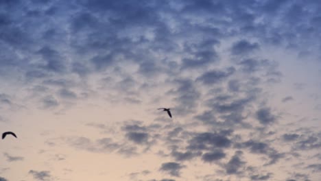 birds flying in a morning sky, white feather clouds spread evenly on light blue sky, orange sunrise glow shines softly. feeling of freedom and relaxation. lovely sunny day is expected
footage in hd