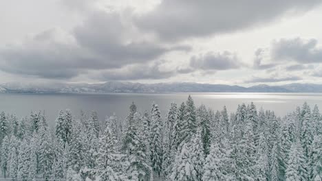 Aerial-Reverse-Dolly-Revealing-Beautiful-Snow-Covered-Pine-Trees-on-Lake-Tahoe