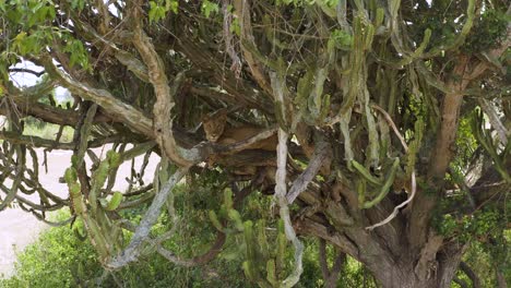 tree climbing lion rests in tree, camoflaged beautifully amongst tree trunks