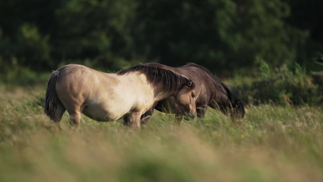 dos hermosos caballos salvajes pastando, prado de bosque abierto, suave luz del sol de la tarde, primer plano cinematográfico, poca profundidad de campo, cámara lenta