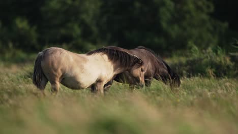 Two-Beautiful-Wild-Horses-Grazing,-Open-Forest-Meadow,-Soft-Afternoon-Sunlight,-Cinematic-Close-Up,-Shallow-Depth-of-Field,-Slow-Motion