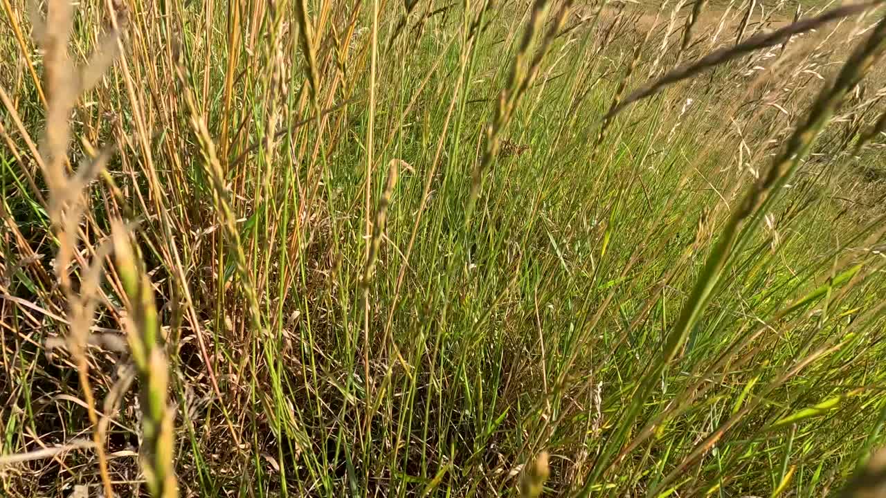 Low-angle camera glides through sunlit wild grass, highlighting summer flora in Fife, Scotland