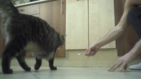 a close up shot of a trained maine coon black and brown tiger colors fluffy cat, coming closer to a man and getting a spoon with food, brown kitchen closets, home pet, slow motion 4k video