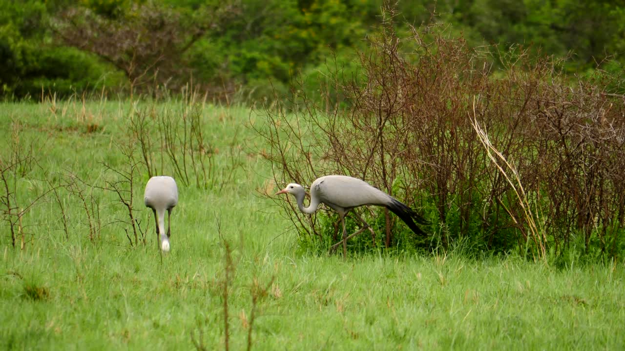замедленная съемка: две взрослые птицы синего журавля идут по короткой траве в ветреный день, добывая пищу возле сухого тернового куста