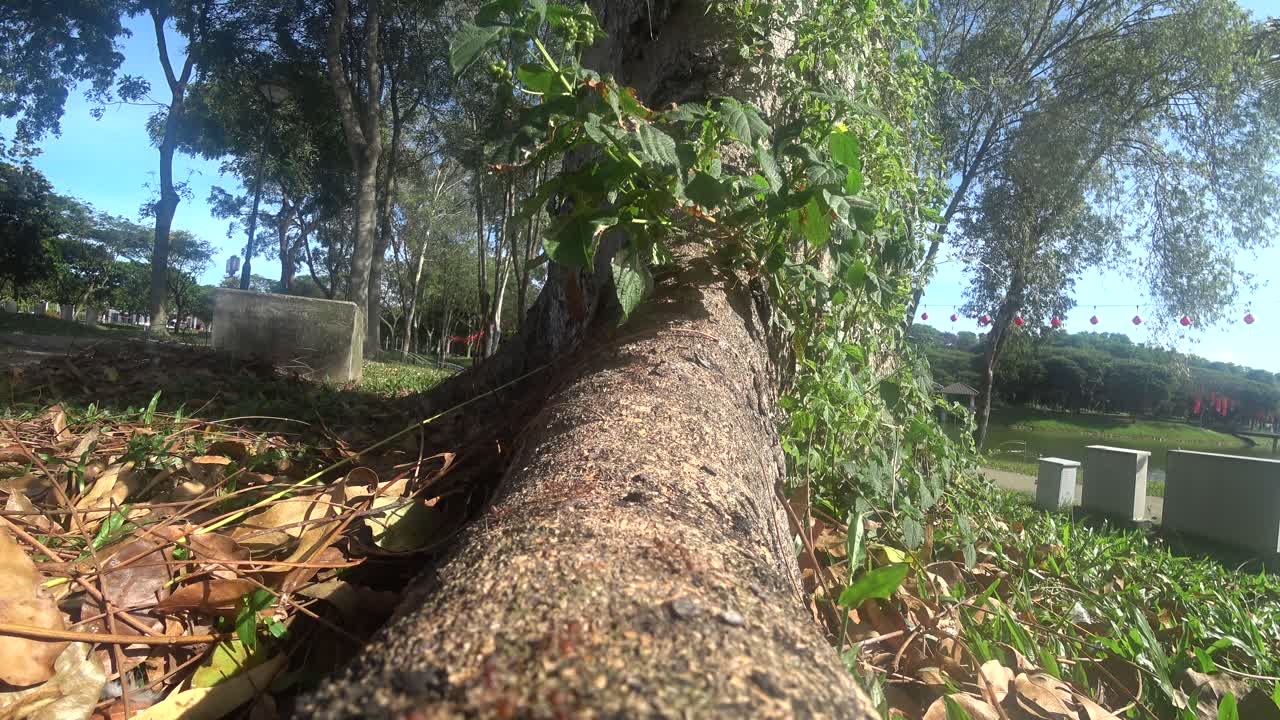 The Weaver ants army is moving toward the nest located on the tree. They are all from the same colony and are actively searching for food during the day.