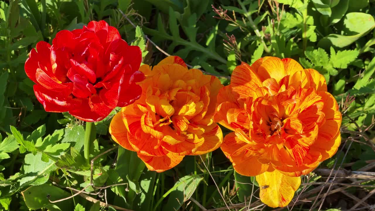Primo piano di tulipani doppi rossi e arancioni in fiore in un rigoglioso giardino verde in primavera