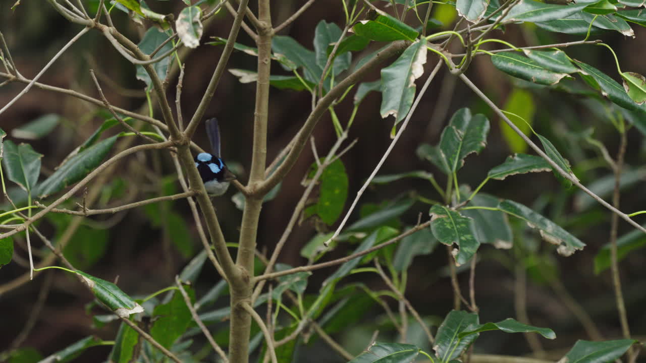 A male superb fairywren in a small tree, hopping between branches and singing