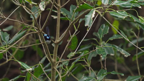 a male superb fairywren in a small tree, hopping between branches and singing
