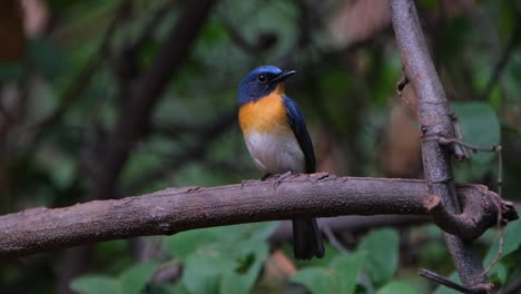 perched on a big branch looking towards the camera and then turns to the right, indochinese blue flycatcher cyornis sumatrensis male, thailand