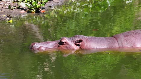 a hippopotamus glides through green water