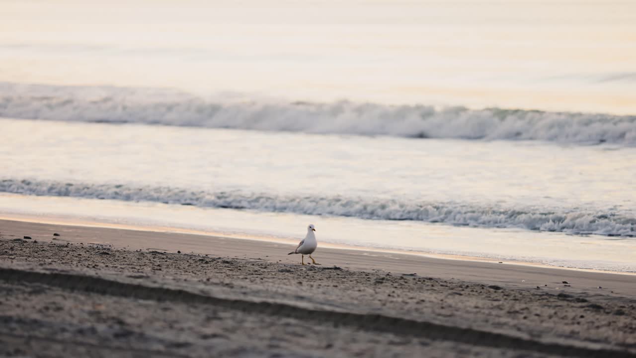 하얀 갈매기가 모래 해변을 걷고 일출 동안 백그라운드에서 부서지는 파도의 넓은 샷