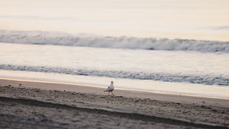 Breite-Aufnahme-Einer-Weißen-Möwe,-Die-Bei-Sonnenaufgang-Am-Sandstrand-Spazieren-Geht-Und-Wellen-Im-Hintergrund-Bricht