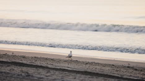 toma amplia de gaviota blanca caminando en la playa de arena y rompiendo olas en el fondo durante el amanecer