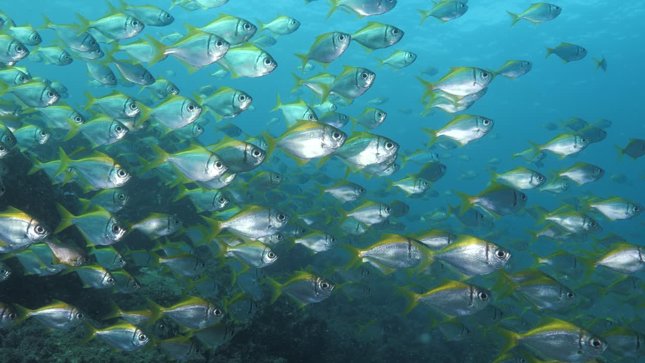 Underwater view of colourful shimmering schooling tropical fish in clear blue water